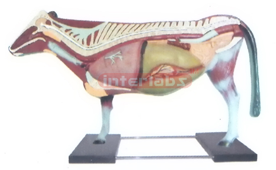 ANATOMY MODEL OF COW WITH BASE